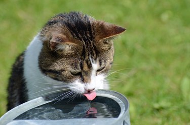 A cat outside drinking water with its tongue out