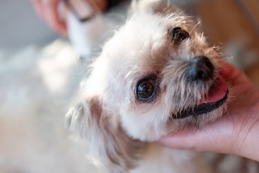 Grooming and haircut dog fur by human with clipper