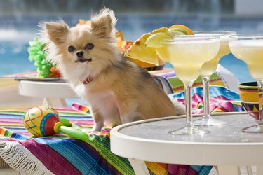 Chihuahua Next to Margaritas by Pool