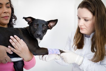 Dog looking at camera while veterinary bandaging it's injured leg