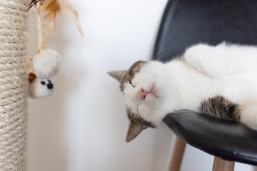 Happy cat laying on leather chair next to scratching post