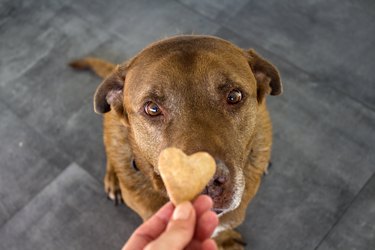 Labrador getting a cookie from a human hand