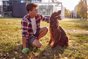 The young man is cleaning up after his dog while they walking in the park. Friendship, walk, pets