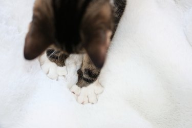 cat kneading paws from above