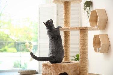 Cute pet on cat tree at home