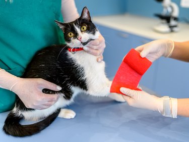 Veterinarian is bandaging paw of the cat at the vet clinic