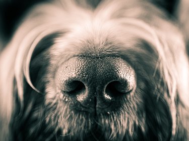 Closeup of dog’s nose in black and white
