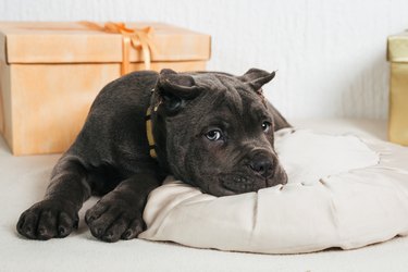 cane corso puppy