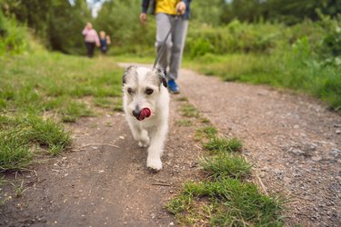 Small dog leading the way on a walk in a park