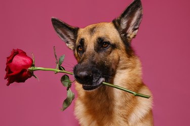 Concept of Valentine's Day. Gentleman dog with flower congratulates on woman's day or happy birthday. Isolated on pink background. German Shepherd holds one beautiful red rose in mouth.