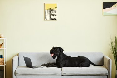 Dog lying on sofa in living room