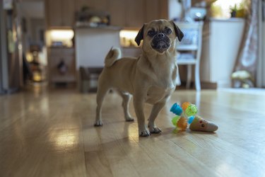Cute pug wants to play with a toy and looks at the owner.