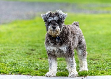 Miniature schnauzer outside