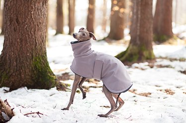 Greyhound dressed in an elegant grayish purple coat in a snowy forest.