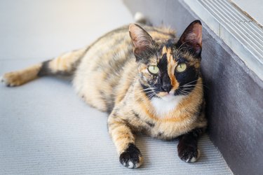 portrait Pregnant cat lying