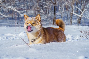 A Shiba Inu Japanese dog stands in deep snow. Their head is covered in snow and its tongue is out, licking its nose.