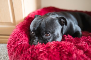 Portrait of a Staffordshire Bull Terrier dog resting in a fluffy dog bed.