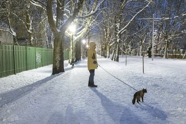 Cat walks on a leash in a park with his owner on a snowy path in winter at night.