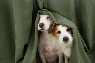 two scared or afraid puppy dogs wrapped with a curtain.