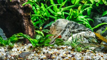 Fish tank with green plants, pebbles, and small fish