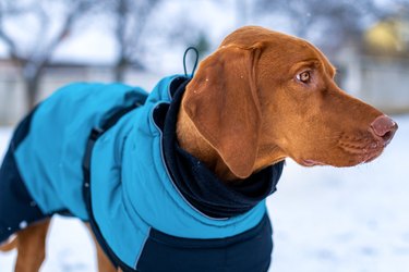 Chest Extension Strap for Alpine Dog Coats at Doggie Design