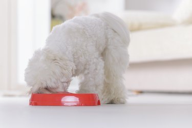 Are Roaches Bad for Dogs to Eat?