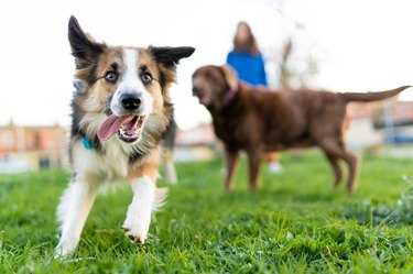 portrait of a playful border collie