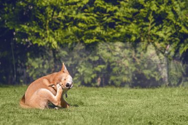 Shiba inu puppy is sitting on the grass on sunny summer day and scratching his face