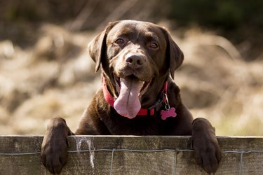 Chocolate Labrador