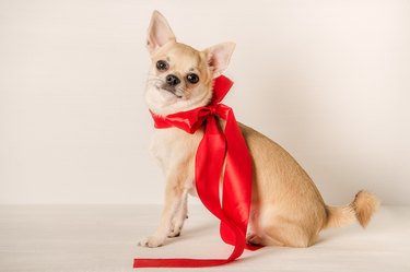 Lovely little Chihuahua puppy as a gift
