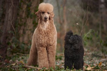 Poodle Outdoor
