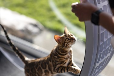 Active Bengal Cat on Exercise Wheel