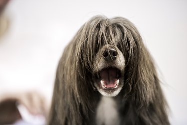 Chinese Crested Dog With Mouth Open