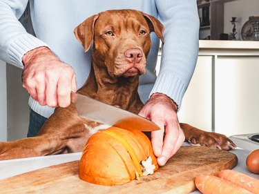 Pretty puppy and man preparing a sliced pumpkin