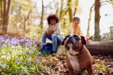 Two Children Walking Pet Dog Through Bluebell Woods In Springtime Taking A Break Sitting On Log