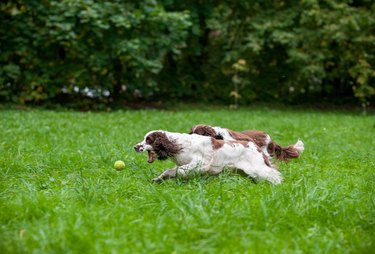 Two English Springer Spaniels Dogs Running and Playing on the grass. Playing with Tennis Ball.