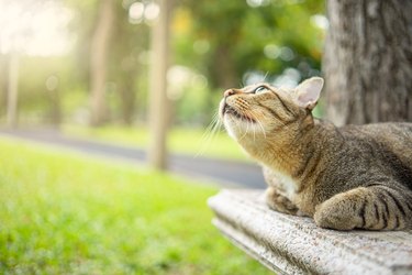 portrait a cat in a garden with beautiful green grass in it and bright orange light