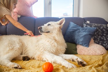 Child girl combing and grooming the long and white coat of her white swiss shepherd dog