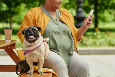 Cute Pug on Bench