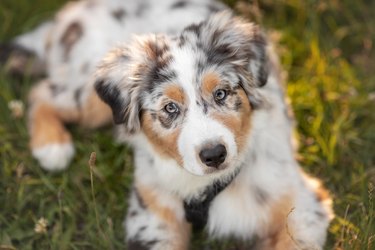 Australian Shepherd puppy lying on grass