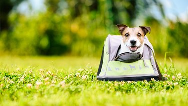 Dog boarding concept with small happy pet looking out of carrier.