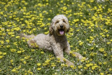 Goldendoodle Enjoying Springtime