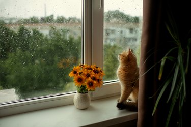 beautiful red cat sits on the windowsill and looks out the window