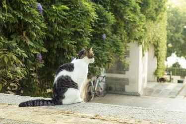 Brown and white cat seen from rear sitting outdoors