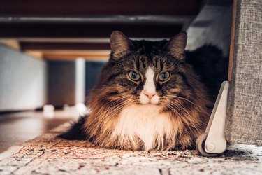 Domestic cat sitting under the couch