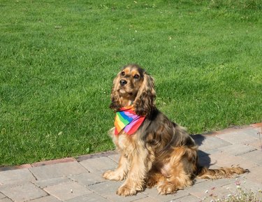 Dog with Pride Rainbow Scarf