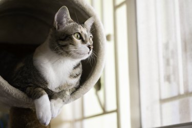 Closeup shorthair cat sitting on cat tree or condo