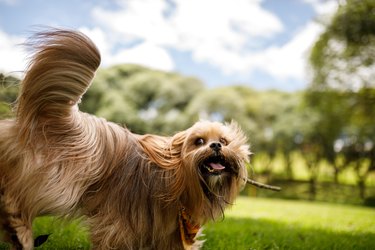 Dog playing with stick with fluffy tail raised high