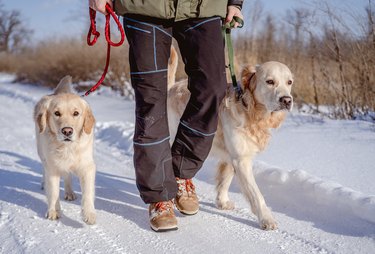 Golden retriever dogs on winter nature