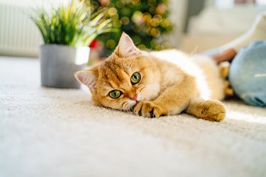cute orange cat lying on their side and looking at the camera